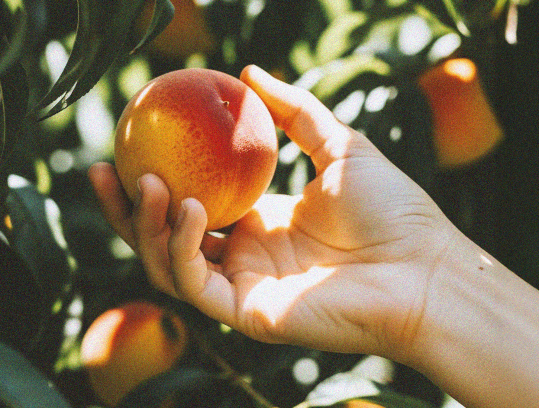 AI generated image: Hand plucks a peach from a tree.