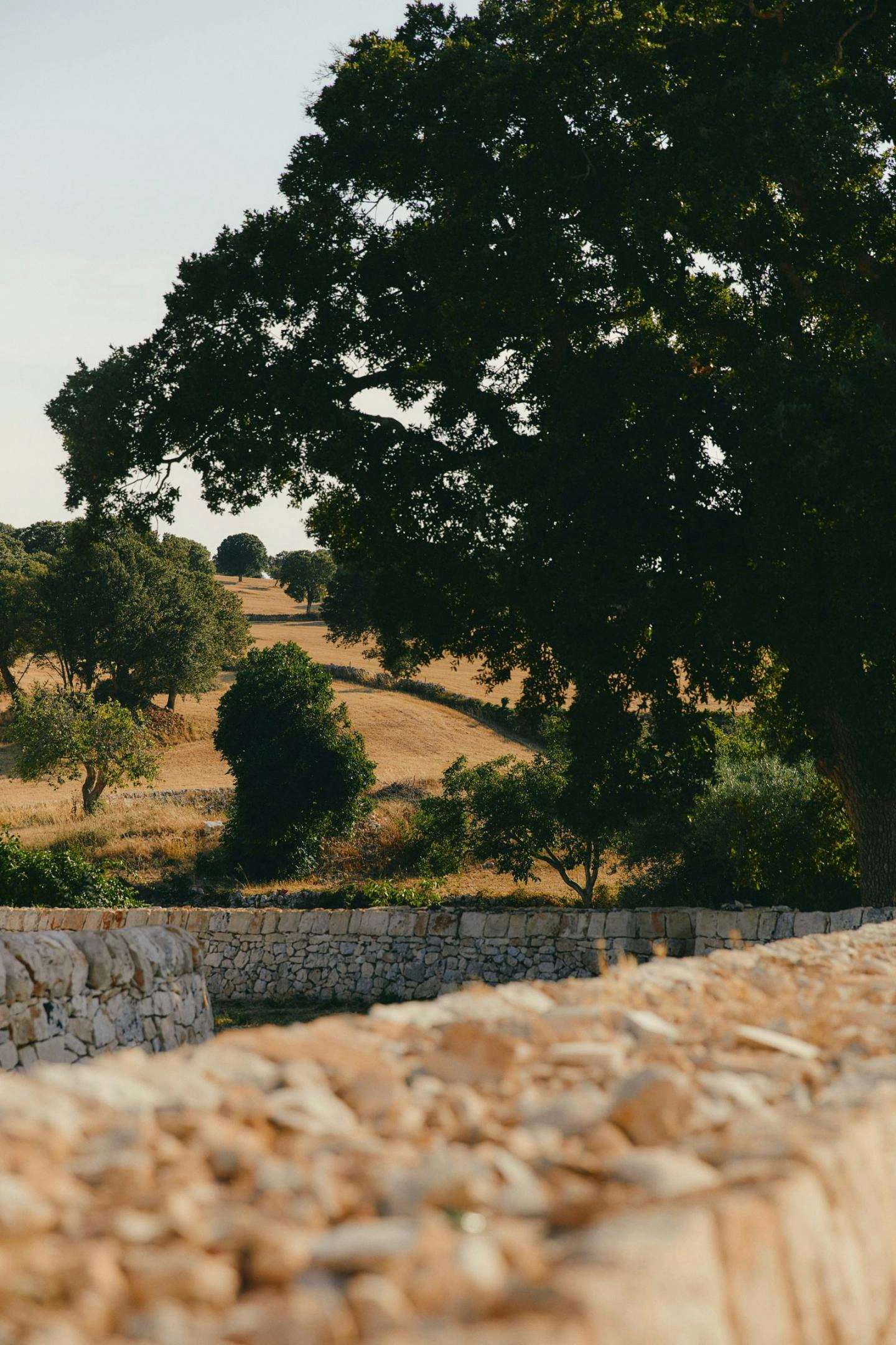A landscape in Tuscany with a large tree in the foreground, stone walls, and hills covered in dry grass. The sky is clear.