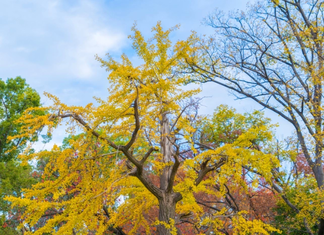 A 200 year old Ginko tree.