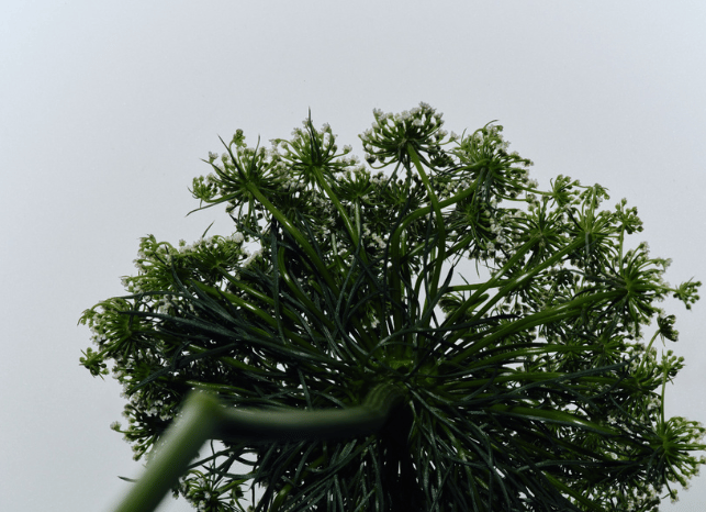 Pusteblume