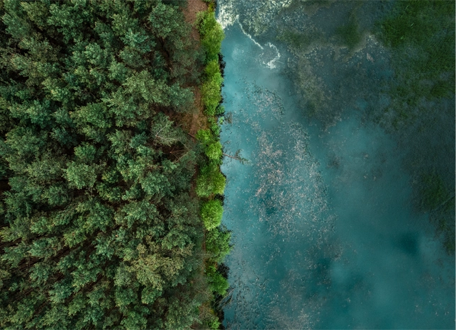 A lake meets a forest